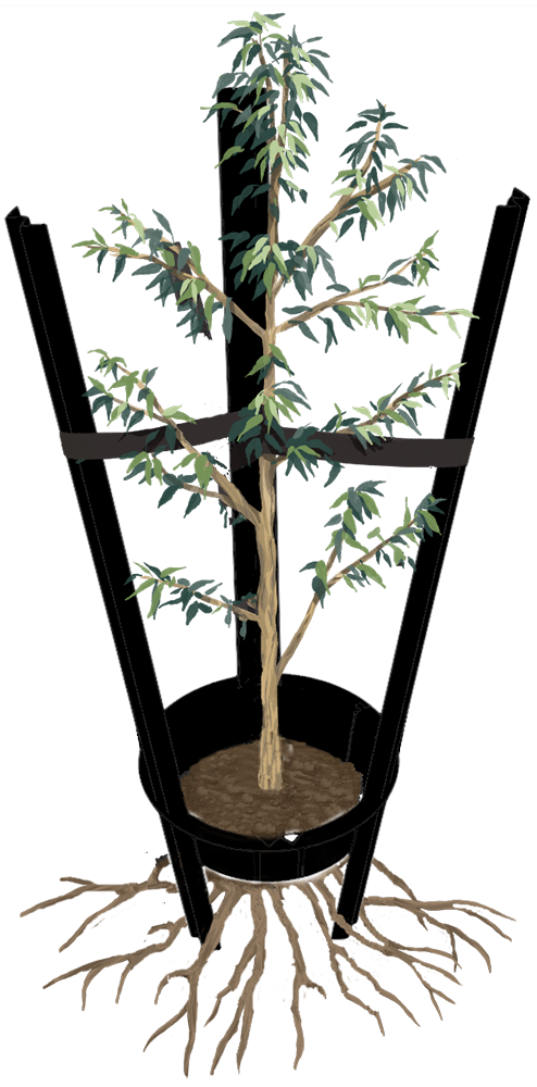 TreeCoach Diagram